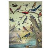 AUDUBON CHART NO. 1  | Vintage Audubon poster with birds, published by Milton Bradley, paper on line