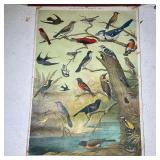 AUDUBON CHART NO. 1  | Vintage Audubon poster with birds, published by Milton Bradley, paper on line