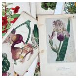 original watercolor paintings by G. Marshall (c. the 1920s) and color engravings and prints of botan