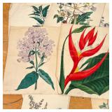 Marshall (c. the 1920s) and color engravings and prints of botanical and floral studies