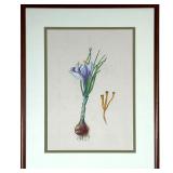 PASTEL BOTANICAL DRAWING  |   Pastel and graphite on paper, showing a flowering onion or garlic bulb