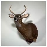 MOUNTED TAXIDERMY DEER | 4 point buck - l. 28 x w. 18 x h. 32 in. (approximately)