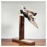 MOUNTED TAXIDERMY MALLARD | Mallard mounted in a flying position - l. 26 x w. 20.5 x h. 31 in.