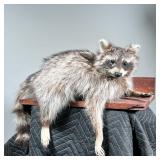RECUMBENT RACCOON TAXIDERMY | Stuffed raccoon in a relaxing position - l. 19.5 x w. 17 x h. 20 in.