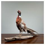 TAXIDERMY PHEASANT | A stuffed pheasant mounted on a driftwood slab - l. 28.5 x w. 6 x h. 18.5 in.