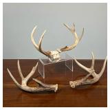 (3pc) SET OF ANTLERS | One pair of antlers attached to skull piece and one pair of unattached antler