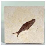 FISH FOSSIL | Set in limestone - w. 4 x h. 4 in. (limestone tile) 