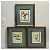 (3pc) Botanical Prints | A set of three floral botanical prints matted in matching frames Dimensions