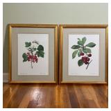 (2pc) Pair Reproduction Botanical Engravings | Corisier Royal and Groseiller rouge, matching frames 