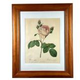 P. J. REDOUTE ROSE PRINT | Print of a budding pink rose: 10.5x13in the subject. w. 18 x h. 22 in 