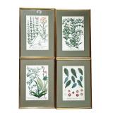 (4PC) BOTANICAL PRINTS | Featuring various flowers, leaves, and plants with Latin names. - w. 14 x h