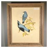 ORIGINAL COLORED BIRD LITHOGRAPH | From J. Gould and W. Hart, showing Asian Fairy bluebirds on tree 