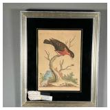 18TH CENTURY HAND-COLORED BIRD PRINT | Signed and dated color bird print - 7 x 10in (sight)