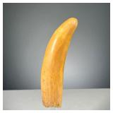 ANTIQUE ANIMAL TUSK | Complete and large animal tooth. Dimensions: l. 9 in