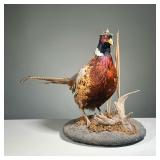 TAXIDERMY PHEASANT | With colorful feathers, mounted on a faux stone display pedestal. h. 16 x dia. 