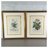 (2PC) PAIR ANATOMICAL FLORAL PRINTS | Includes Latin name, reference numbers, and anatomical sketche