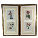 (2PC) PAIR FLORAL PRINTS | Includes 2 pair of framed flower prints including Latin names and anatomi