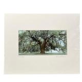 HARRIET BLUM (20TH CENTURY) PHOTOGRAPH | The Tree hand-tinted photograph print 3 x 6.25 in., sight p