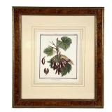 Botanical In Burl Frame | Cornichon Blanc [white grapes] Mag.d. Basseporte del. Eth. Haussard Sculp.