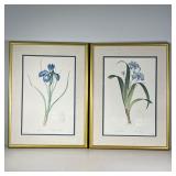  (2pc) Pair Framed Botanicals | Prints of irises, with linen matting. - w. 21.5 x h. 28.5 in (each f