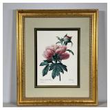 Peony Print | Botanical Poenia study in a gilt frame. - w. 16.5 x h. 19.75 in (frame) 
