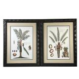 (2PC) PAIR PALM TREE PRINTS | Full color palm tree prints showing sliced cross- sections of the frui