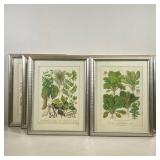 (15PC) FRAMED BOTANICAL PRINTS | Large lot of 15 framed botanical prints with English labels 14in x 