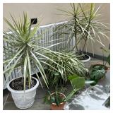 Large coffee table book on cuisine | Including two in matching white painted composition planters an