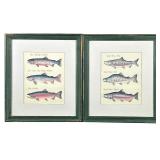 (2pc) Pair Fish Prints | One illustrating salmon, the other with trout, in matching green painted fr