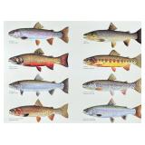 Tomelleri Trout Print | Joseph Tomrlleri, poster print illustrating eight varieties of trout. - w. 2