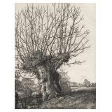 STANLEY ROY BADMIN (1906-1989) | The Old Ash, 1929. Etching. Sheet 10 x 7.5 in. Pencil signed and ed