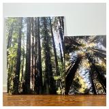 (2pc) PAIR FORREST PICTURES | Pair of high-resolution photographs of a forest printed on canvas - w.