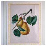 PEACH STILL LIFE LITHOGRAPH | Botanical study, Soldat Laboureup lithograph on paper. 11.5 x 9 in. si