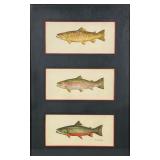 MILTON C. WEILER (1910-1974) WATERCOLOR | Rainbow, Brook and Brown Trout. Watercolor on paper. 3 x 6