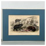 Blackie And Sons Depiction Of Multiple Bears | By artists: J. Stewart and J. Bishop Lithograph depic