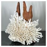 (2pc) CORAL & CARVED WOOD | White delicate coral with carved wood for support. - h. 9 x w. 12 x d. 4