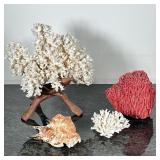 (4pc) CORAL & SHELL | Including: large & small bleached coral with wood stand, red tubular coral, an