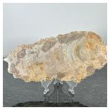 PETRIFIED WOOD SLAB | Petrified wood slab on clear plastic stand. - w. 7 x l. 14.5 in