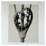 KARL BLOSSFELDT (German, 1865-1932) PHOTOGRAPH | Dipsacus laciniatus from Urformen de Kunst | High d
