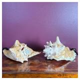 (2pc) Pair Of Conch Seashells | Pair of conch seashells for decorative use. Second shell: h. 5.5" x 