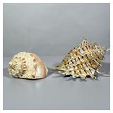 (2pc) DECORATIVE SHELLS | Including: colorful glass conch shell, and other carved shell - h. 4 x w. 