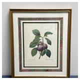 After Pierre-Joseph Redouté (French, 1759-1840) Botanical Print - "Prune Royale" | Print of a plum v