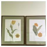 (2pc) Botanical Prints - "Tulipa Praestans" | Framed prints of tulipa praestans, a species of tulip 