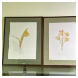 (2pc) Botanical Prints - "Tulipa Batalinii" | Framed prints of various tulip species native to the M