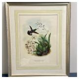 Lithograph/Print - "Stripe-Tailed Hummingbird" | Print of a hummingbird, specifically the "Eupherusa