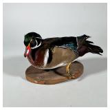 Taxidermy Wood Duck On Wooden Base | Taxidermy of wooden duck with one foot raised on a wooden base 