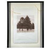 Limited edition photo print signed Vinson 267/450 | Pines. Titled, signed, and numbered below photo 