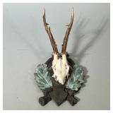 Hunting Trophy | Mounted roe deer trophy features the skull and antlers of a deer mounted on a decor