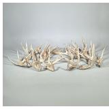 25LB Mixed Deer Antlers | Various sizes from 14 -15 points and less . Approx 20 pairs or more.