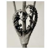 KARL BLOSSFELDT (GERMAN, 1865-1932) PHOTOGRAPH | Dipsacus laciniatus from Urformen de Kunst I high d